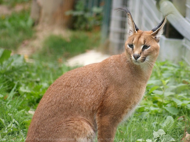 Photo de Caracal