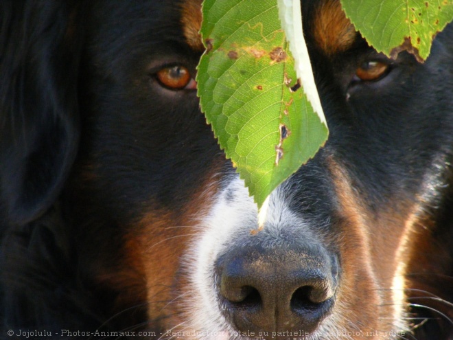 Photo de Bouvier bernois