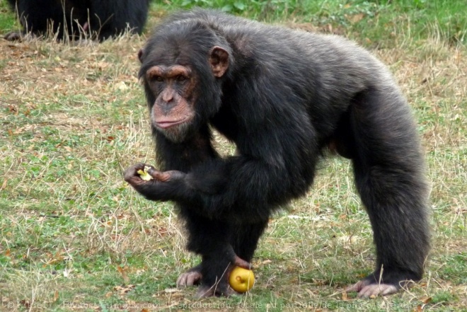 Photo de Singe - chimpanz