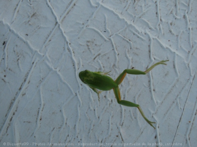 Photo de Grenouille - rainette verte