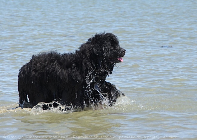 Photo de Chien de terre-neuve