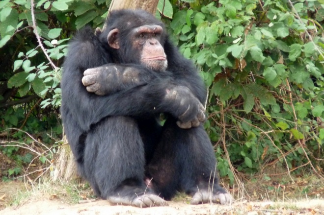 Photo de Singe - chimpanz