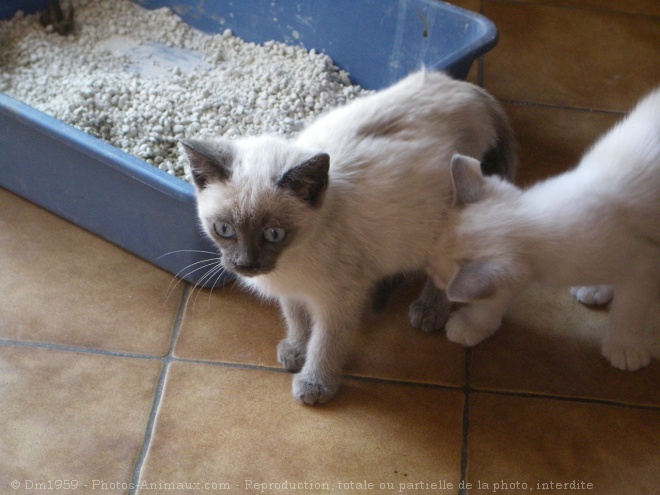 Photo de Chat domestique