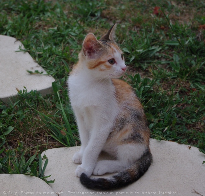 Photo de Chat domestique