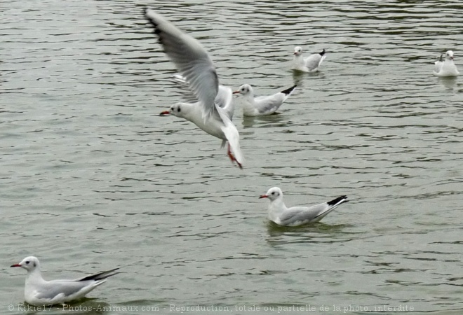 Photo de Mouette