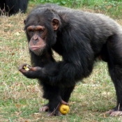 Photo de Singe - chimpanz