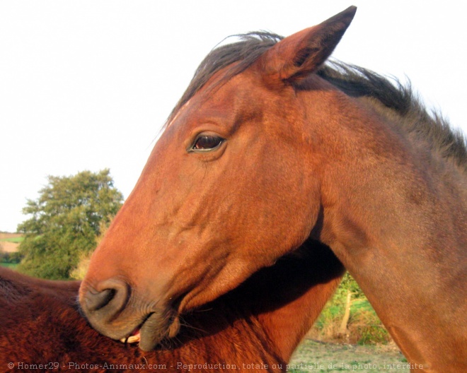 Photo de Trotteur franais