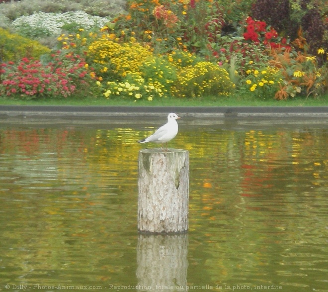 Photo de Mouette