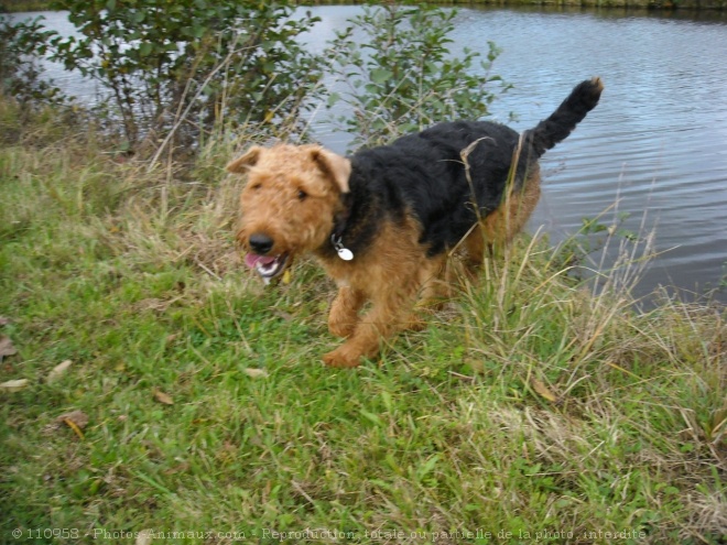 Photo d'Airedale terrier