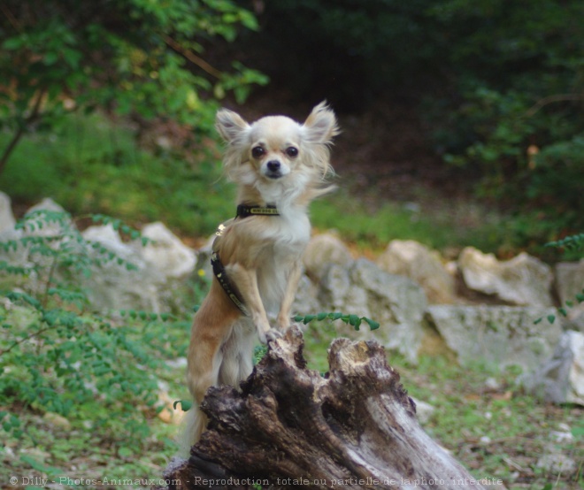 Photo de Chihuahua  poil long