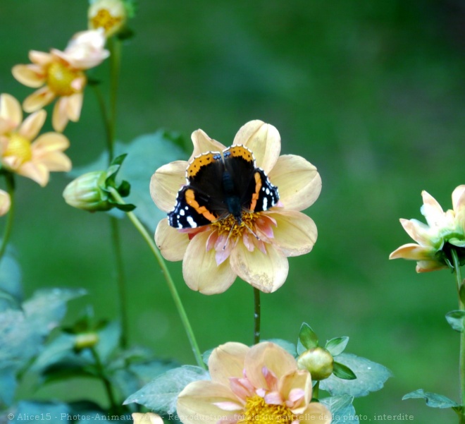 Photo de Papillon - vulcain