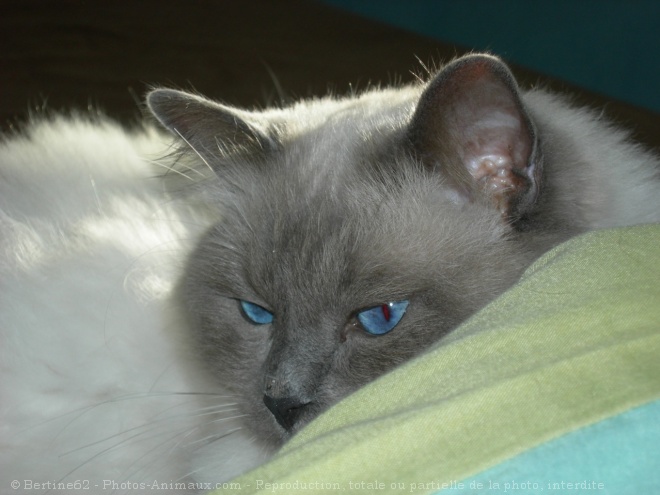 Photo de Ragdoll