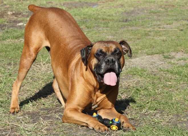 Photo de Boxer