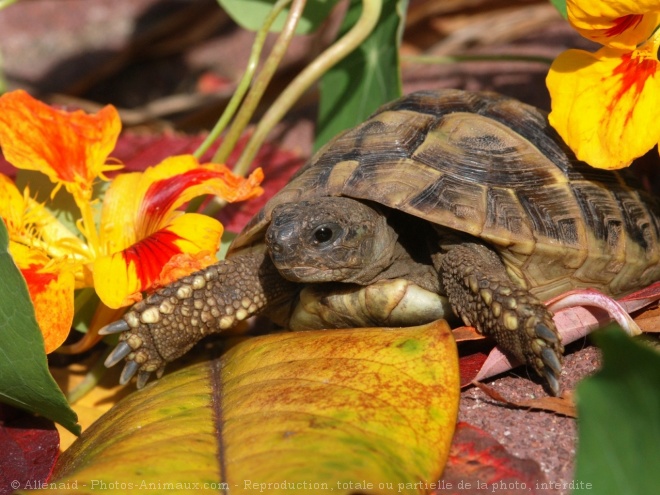 Photo de Tortue