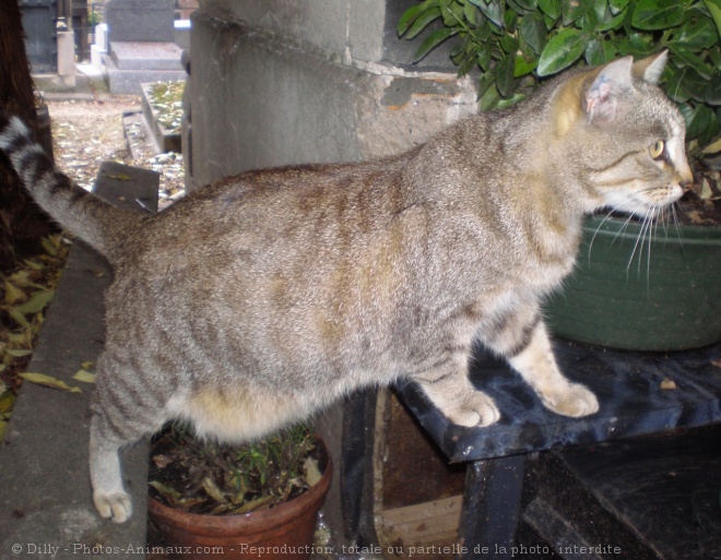 Photo de Chat domestique