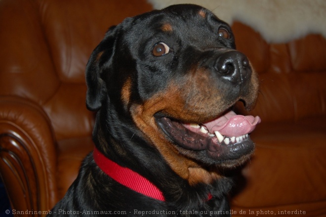 Photo de Rottweiler