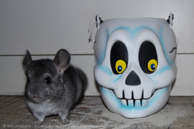 Photo de Chinchilla