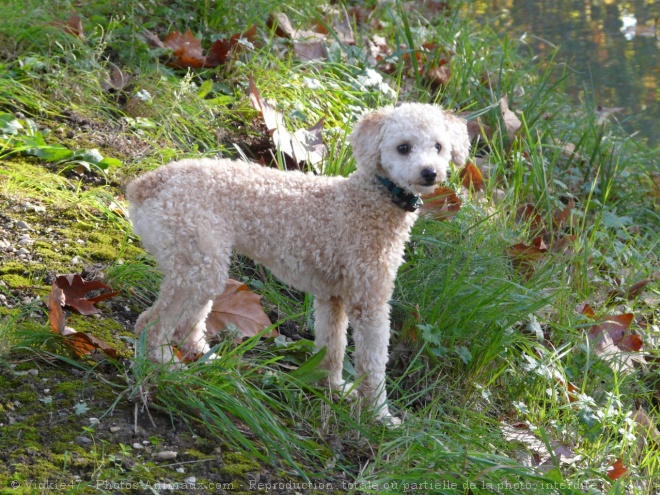 Photo de Caniche moyen