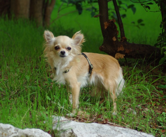 Photo de Chihuahua  poil long