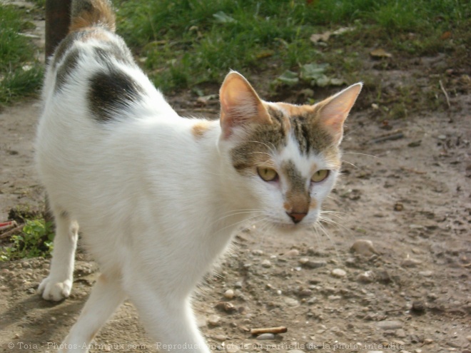 Photo de Chat domestique