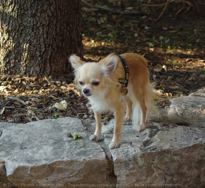 Photo de Chihuahua  poil long