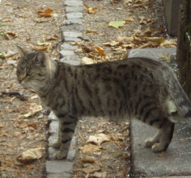 Photo de Chat domestique