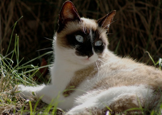 Photo de Chat domestique