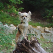 Photo de Chihuahua  poil long