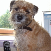 Photo de Border terrier