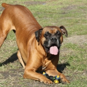 Photo de Boxer