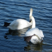 Photo de Cygne