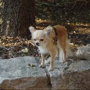 Photo de Chihuahua  poil long