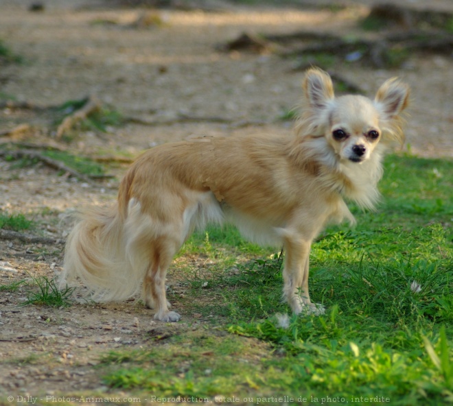 Photo de Chihuahua  poil long