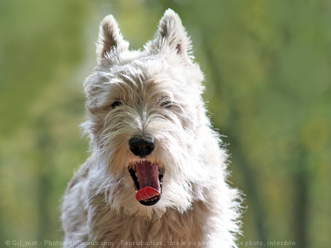 Photo de Scottish terrier