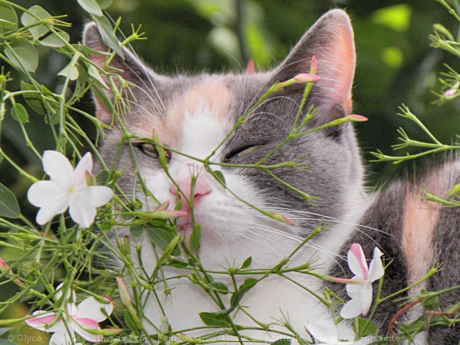 Photo de Chat domestique