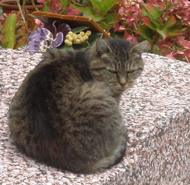 Photo de Chat domestique