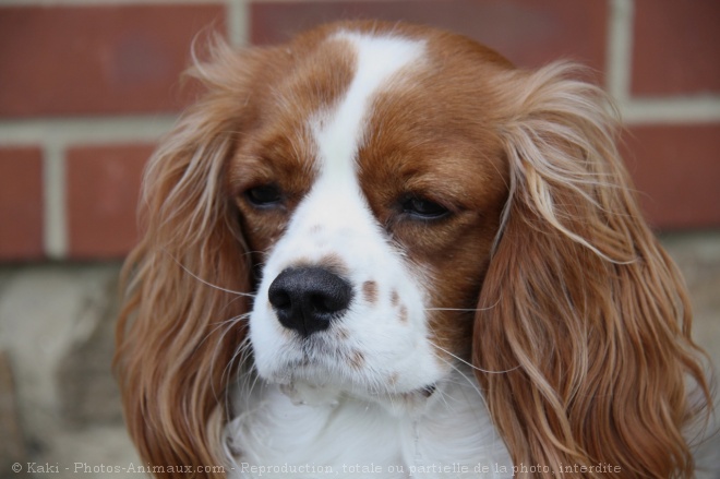 Photo de Cavalier king charles spaniel