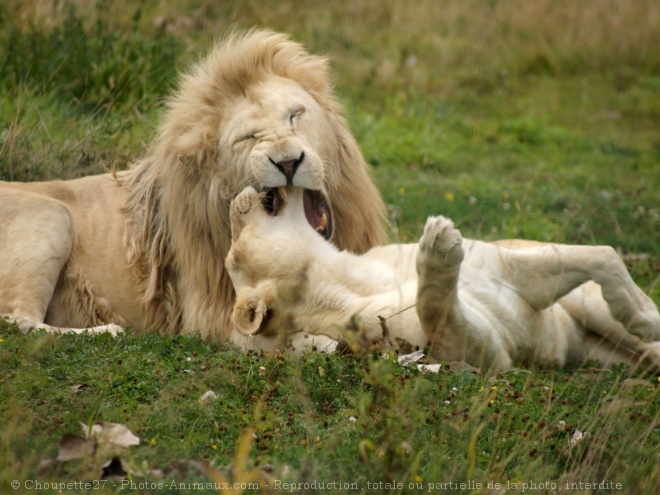 Photo De Lion Lion Et Lionne Blanc N Sur Photos Animaux Com