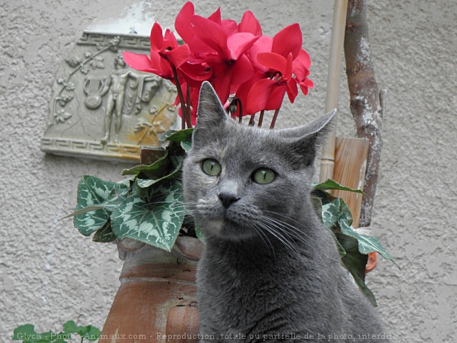 Photo de Chat domestique