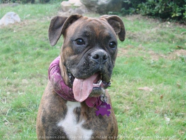 Photo de Boxer