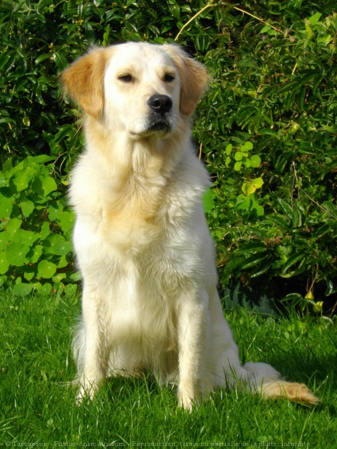 Photo de Golden retriever