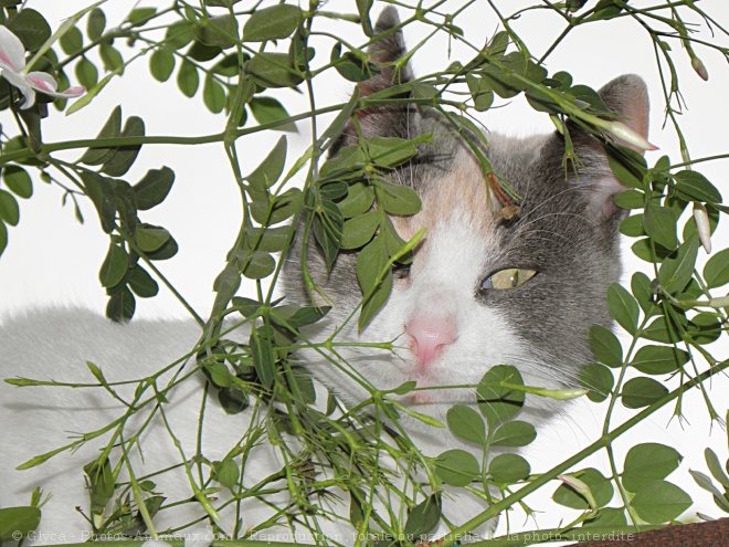 Photo de Chat domestique