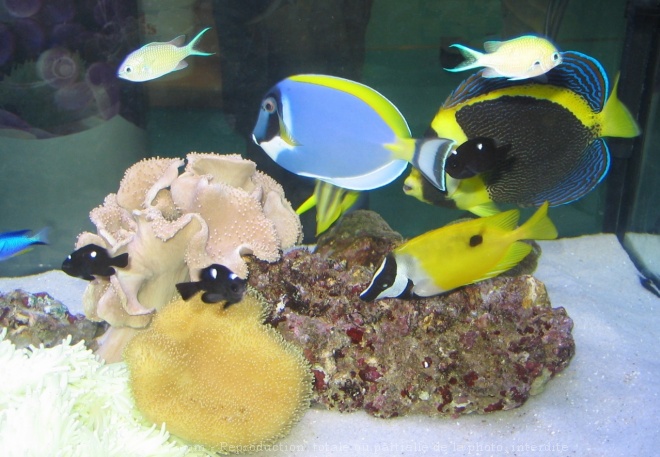 Photo de Poissons exotiques