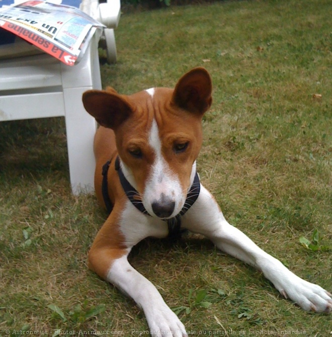 Photo de Basenji