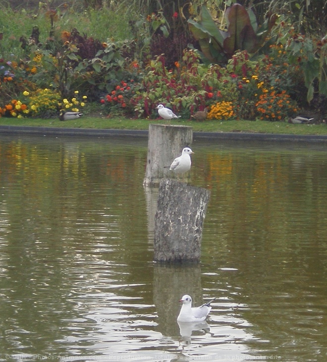 Photo de Mouette