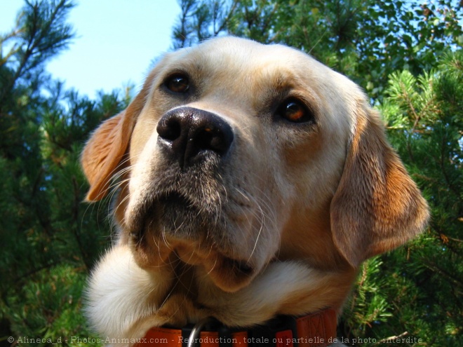 Photo de Labrador retriever