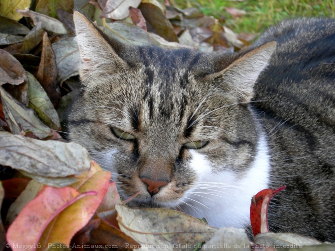 Photo de Chat domestique