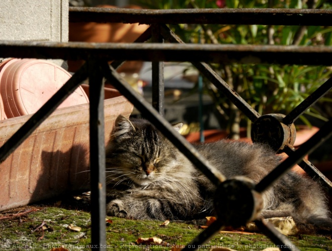 Photo de Chat domestique