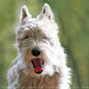 Photo de Scottish terrier