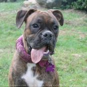 Photo de Boxer